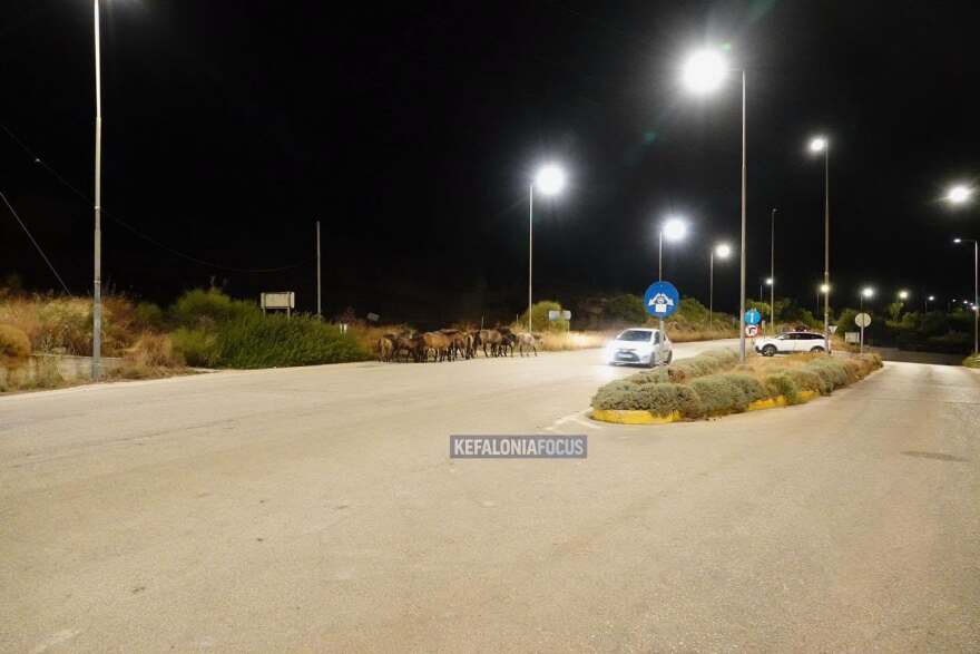 Βίντεο: Άλογα του Αίνου στη μέση του δρόμου στην Κεφαλονιά, κινούνταν ανάμεσα στα αυτοκίνητα

