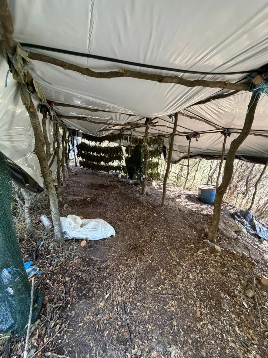 Φυτεία με 812 δενδρύλλια κάνναβης βρέθηκε κρυμμένη μέσα σε δάσος στη Λάρισα, πάνω από 800.000 ευρώ το προσδοκώμενο όφελος

