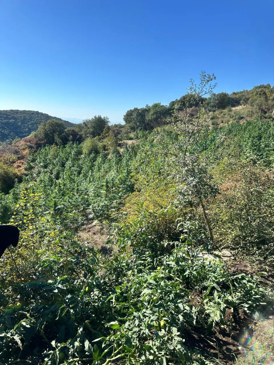 Φυτεία με 812 δενδρύλλια κάνναβης βρέθηκε κρυμμένη μέσα σε δάσος στη Λάρισα, πάνω από 800.000 ευρώ το προσδοκώμενο όφελος
