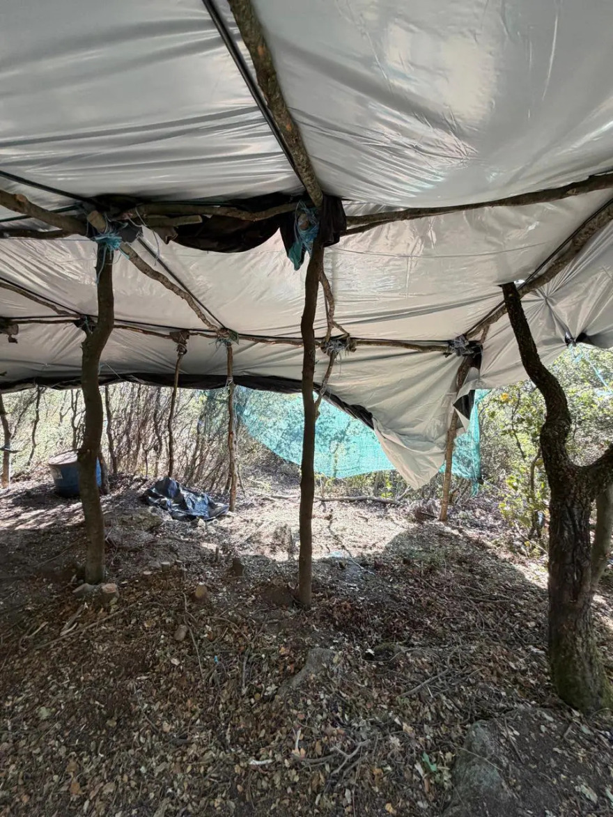 Φυτεία με 812 δενδρύλλια κάνναβης βρέθηκε κρυμμένη μέσα σε δάσος στη Λάρισα, πάνω από 800.000 ευρώ το προσδοκώμενο όφελος
