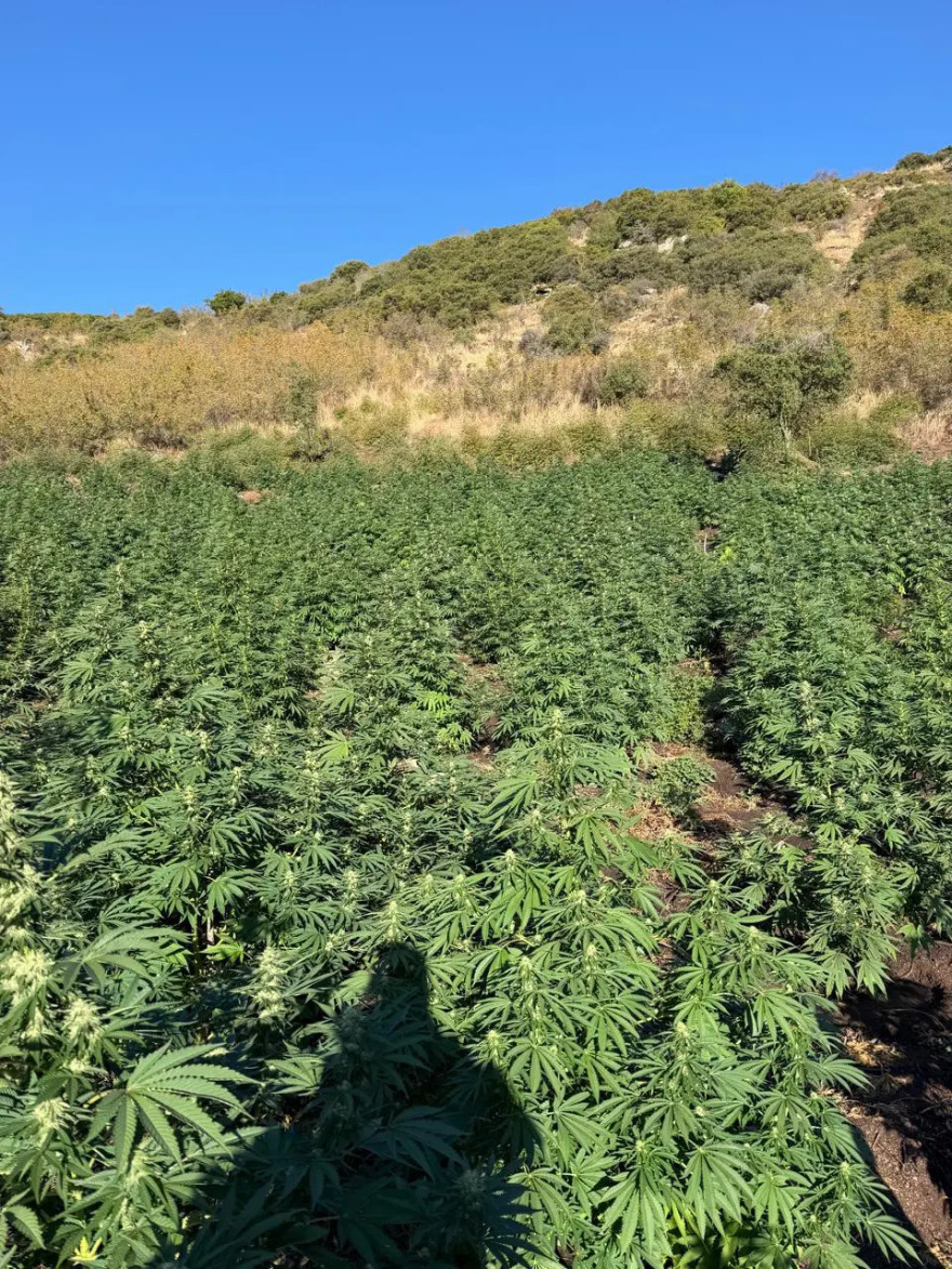 Φυτεία με 812 δενδρύλλια κάνναβης βρέθηκε κρυμμένη μέσα σε δάσος στη Λάρισα, πάνω από 800.000 ευρώ το προσδοκώμενο όφελος
