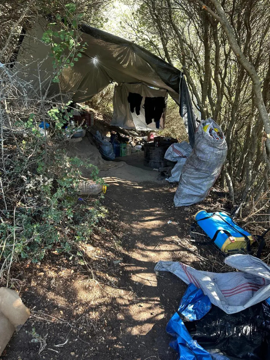 Φυτεία με 812 δενδρύλλια κάνναβης βρέθηκε κρυμμένη μέσα σε δάσος στη Λάρισα, πάνω από 800.000 ευρώ το προσδοκώμενο όφελος

