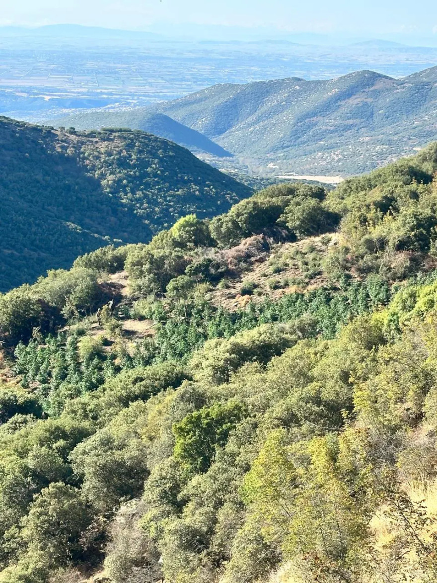 Φυτεία με 812 δενδρύλλια κάνναβης βρέθηκε κρυμμένη μέσα σε δάσος στη Λάρισα, πάνω από 800.000 ευρώ το προσδοκώμενο όφελος
