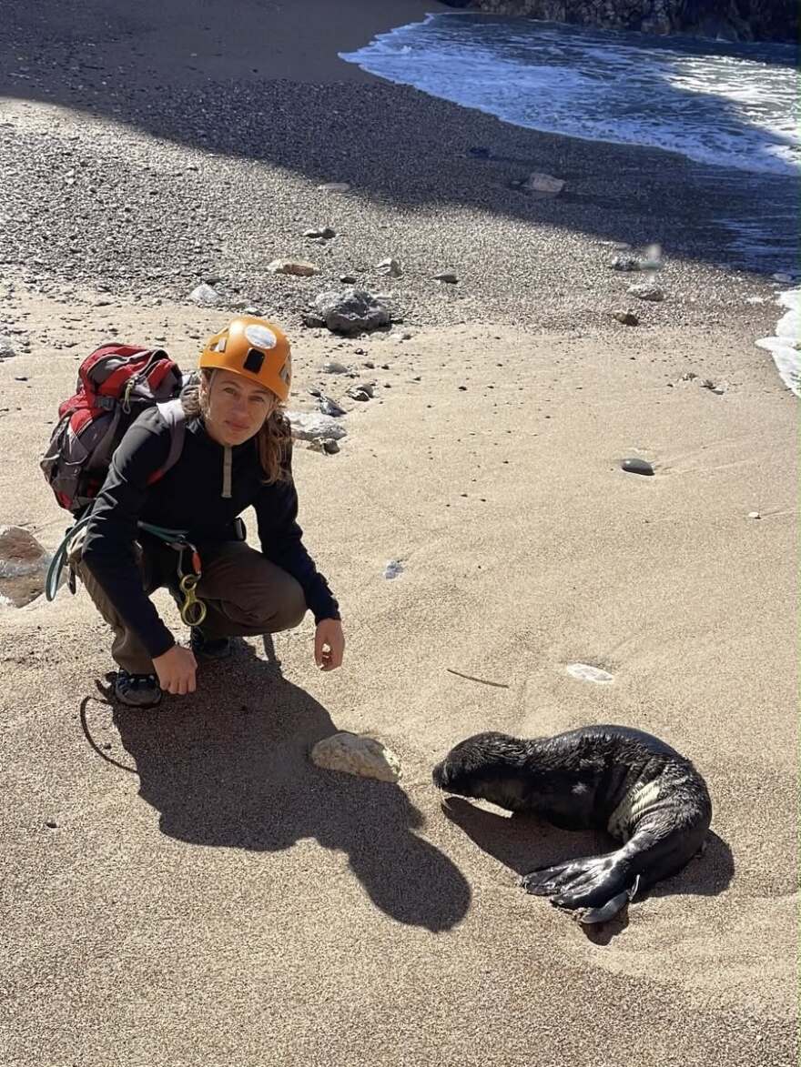 Κουβάλησαν τραυματισμένη φώκια 15 κιλών για να την σώσουν στα Κύθηρα, δείτε βίντεο και φωτογραφίες
