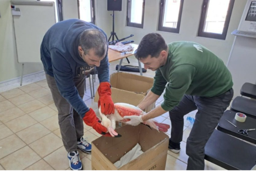 Διάσωση τραυματισμένου φλαμίνγκο στη Σκάλα Καλλονής - Δείτε φωτογραφίες