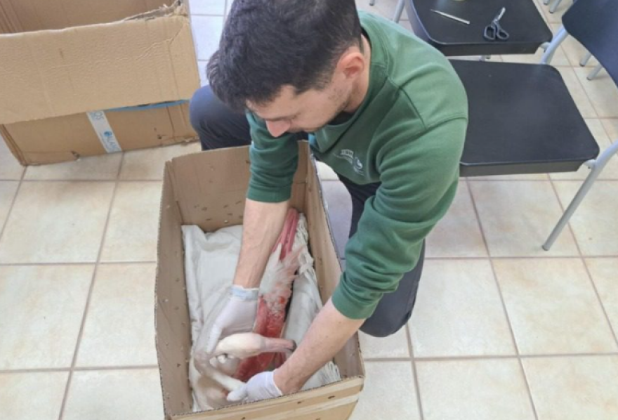 Διάσωση τραυματισμένου φλαμίνγκο στη Σκάλα Καλλονής - Δείτε φωτογραφίες