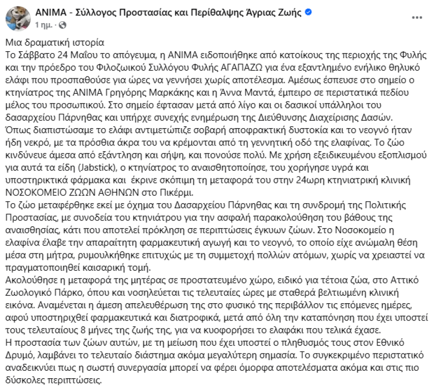 Συγκινητική επιχείρηση διάσωσης ελαφίνας που περιπλανιόταν στη Φυλή: Έχασε το μικρό της, αλλά σώθηκε η ίδια