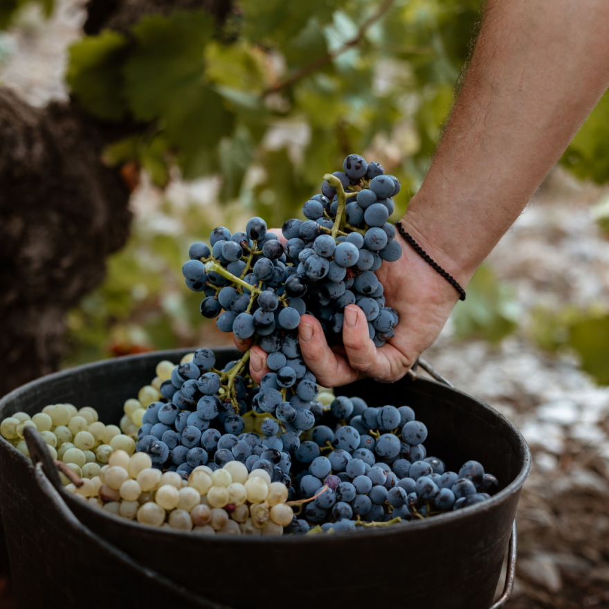 OAK Cava X Frontonio Wines: Από ένα garage winery της Αραγονίας και τιμονιέρη έναν Master of Wine στην πιο premium κάβα της Αθήνας!