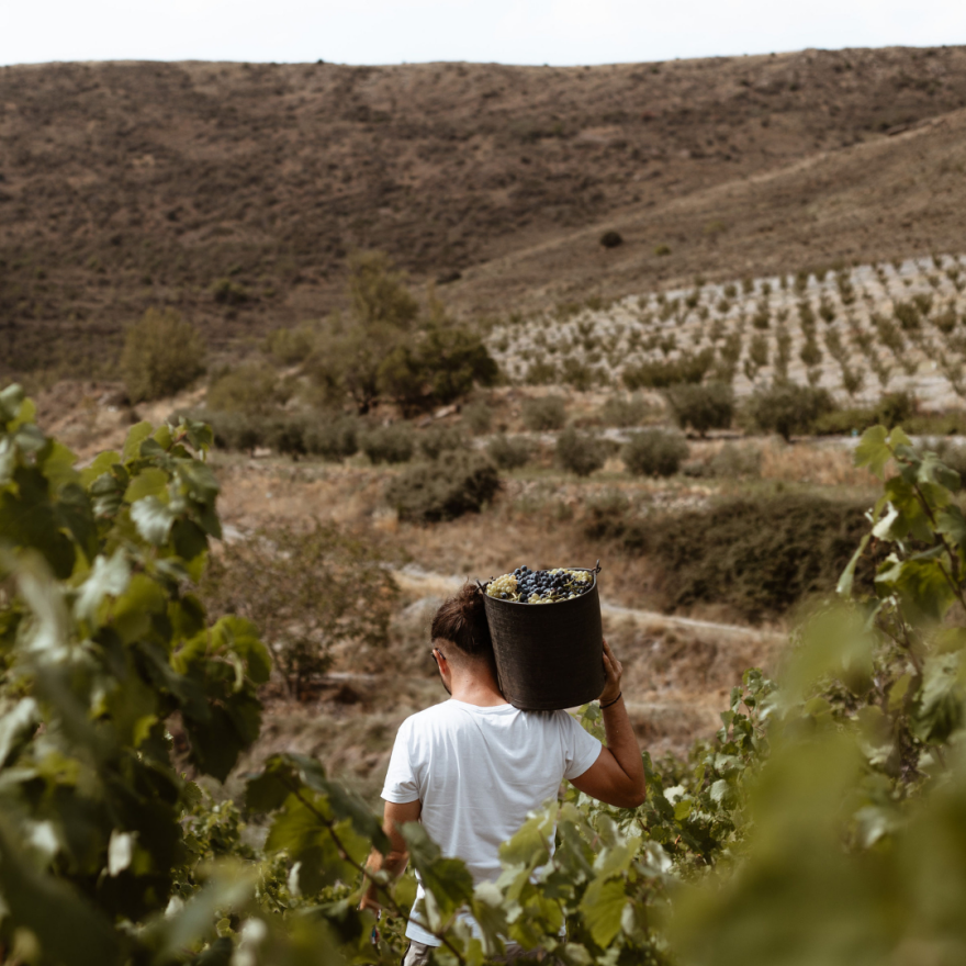 OAK Cava X Frontonio Wines: Από ένα garage winery της Αραγονίας και τιμονιέρη έναν Master of Wine στην πιο premium κάβα της Αθήνας!