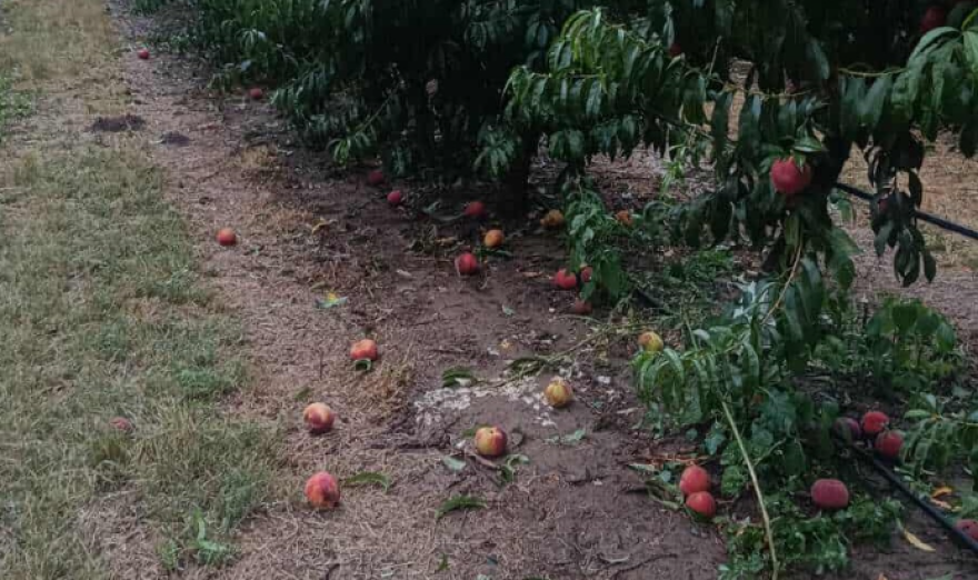 Κακοκαιρία: Ζημιές από το χθεσινό μπουρίνι σε Θεσσαλία και Μακεδονία, δείτε βίντεο και φωτογραφίες 