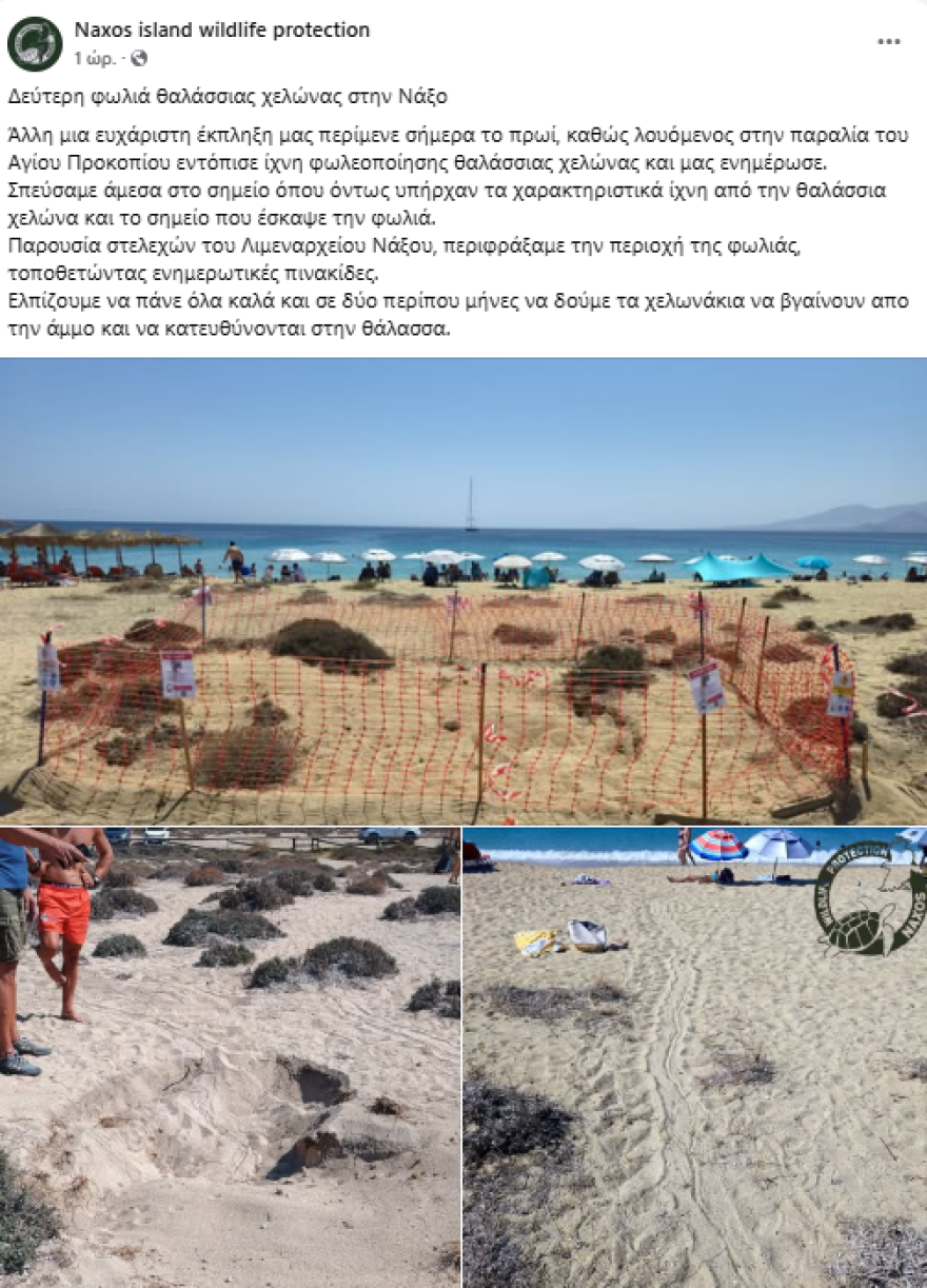 Δεύτερη φωλιά θαλάσσιας χελώνας στην Νάξο - Δείτε φωτογραφίες