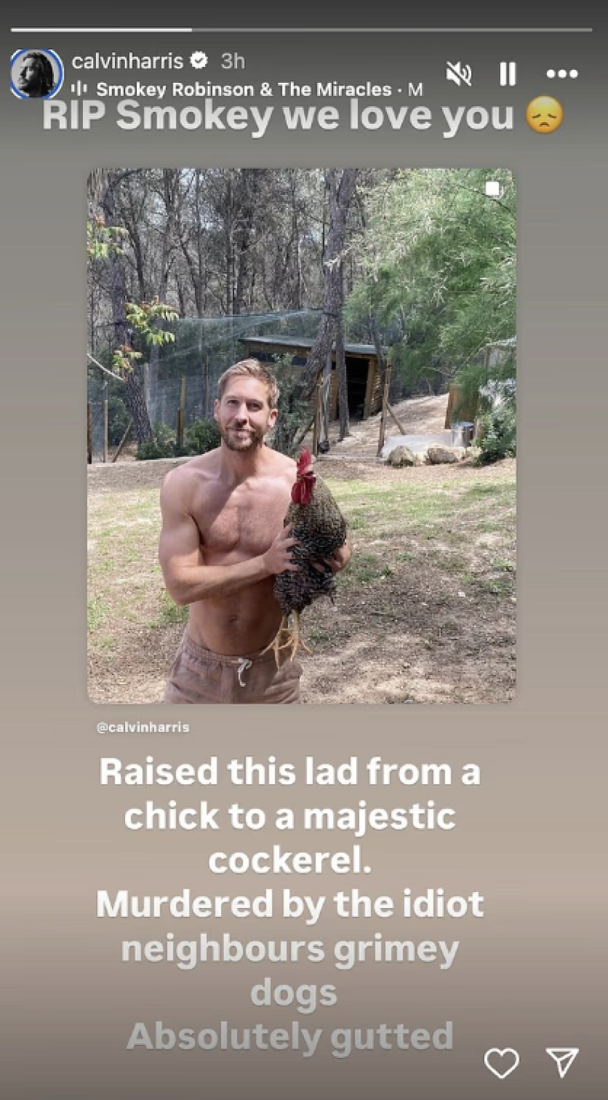Κάλβιν Χάρις: Τα σκυλιά των γειτόνων του κατασπάραξαν τον κόκορά του  - Τον ανέθρεψα από κοτοπουλάκι, είμαι συντετριμμένος