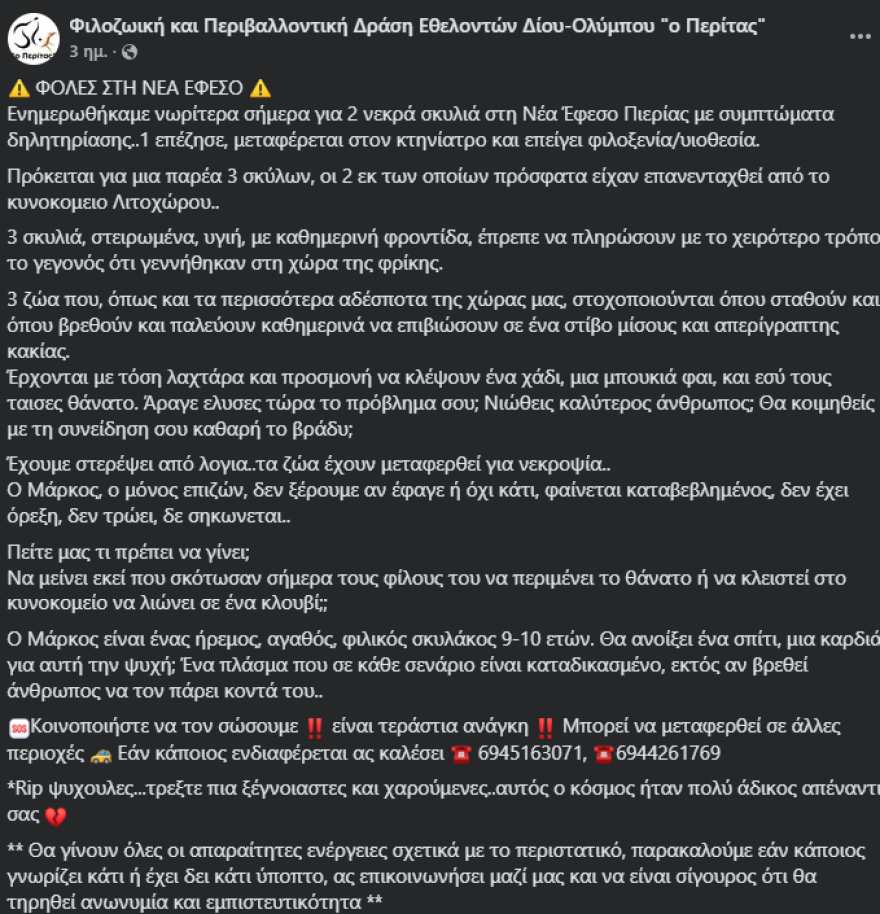 Φρίκη στην Κατερίνη: Νεκρά από δηλητηρίαση δύο αδέσποτα σκυλιά - Σε κακή κατάσταση άλλο ένα