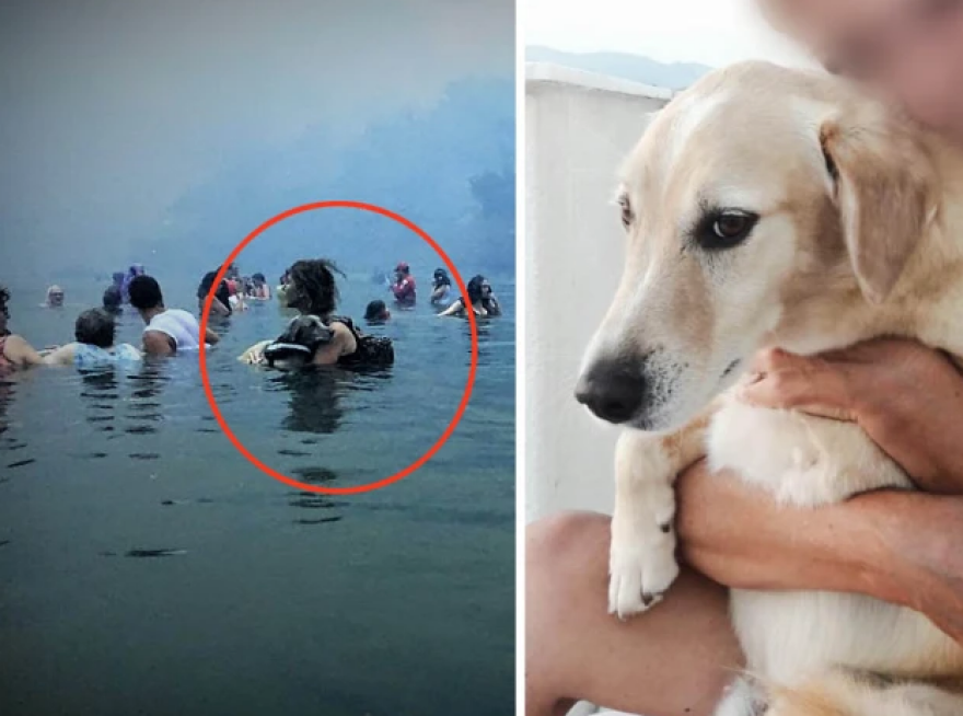 Πέθανε ο Αμόρ, ο σκύλος που έσωσε με αυταπάρνηση η κηδεμόνας του στο Μάτι