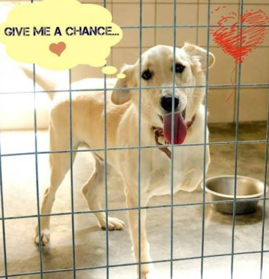 Πέθανε ο Αμόρ, ο σκύλος που έσωσε με αυταπάρνηση η κηδεμόνας του στο Μάτι