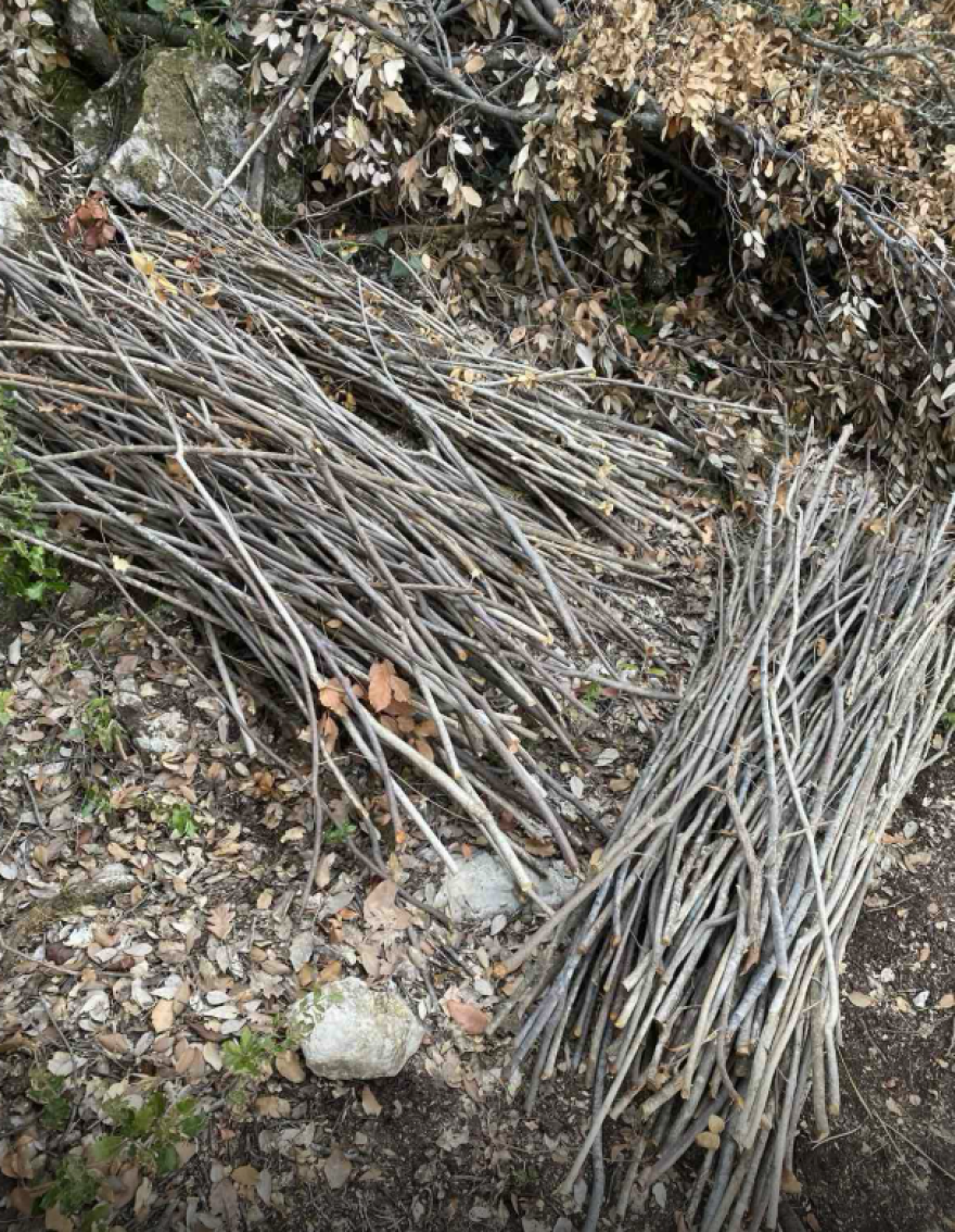 Φυτεία κάνναβης με 576 δενδρύλλια στη Φθιώτιδα - Κέρδη έως και 864.000 ευρώ για τους καλλιεργητές, δείτε φωτογραφίες