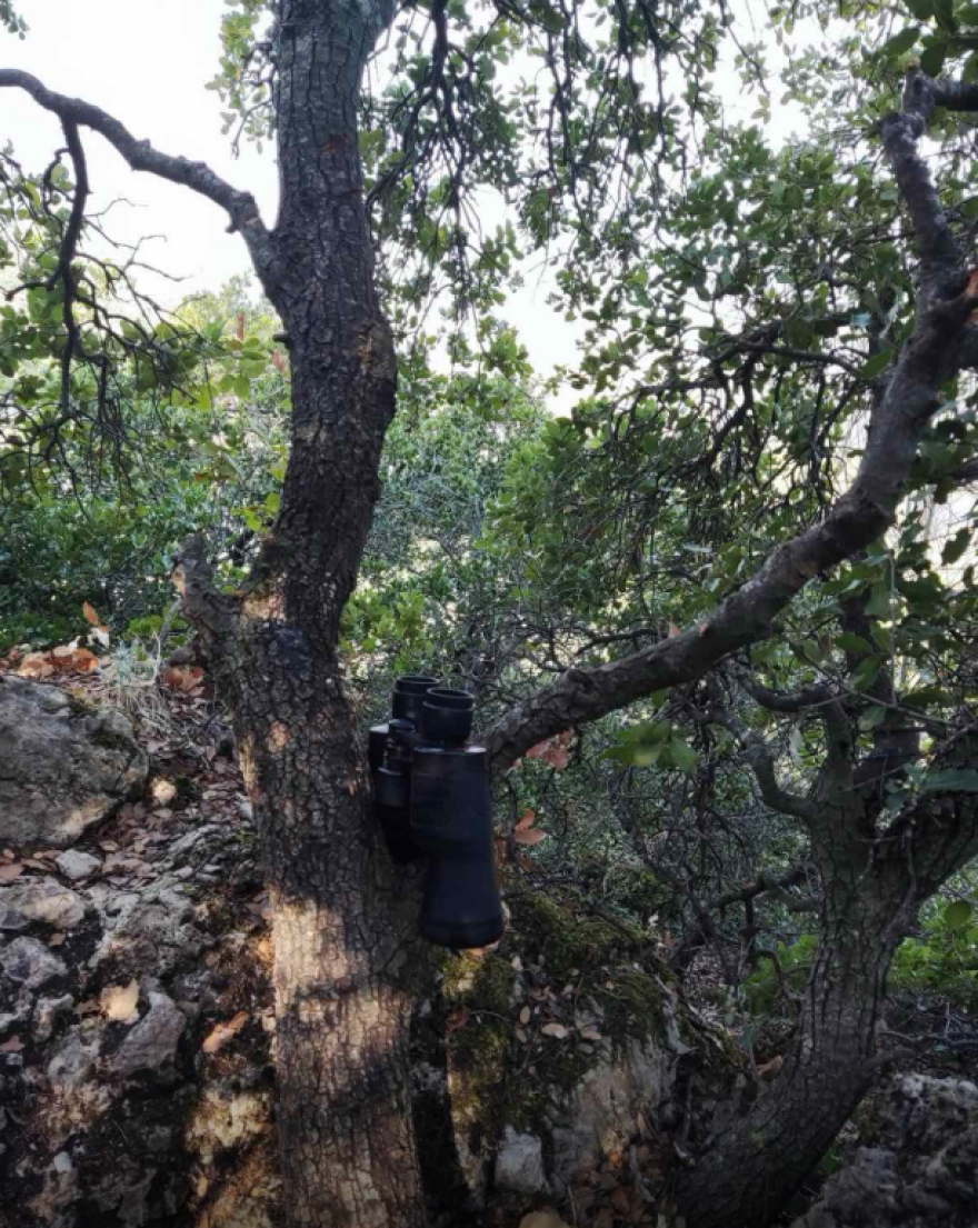 Φυτεία κάνναβης με 576 δενδρύλλια στη Φθιώτιδα - Κέρδη έως και 864.000 ευρώ για τους καλλιεργητές, δείτε φωτογραφίες