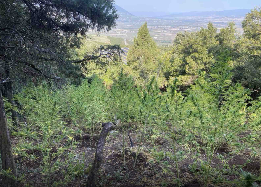 Φυτεία κάνναβης με 576 δενδρύλλια στη Φθιώτιδα - Κέρδη έως και 864.000 ευρώ για τους καλλιεργητές, δείτε φωτογραφίες