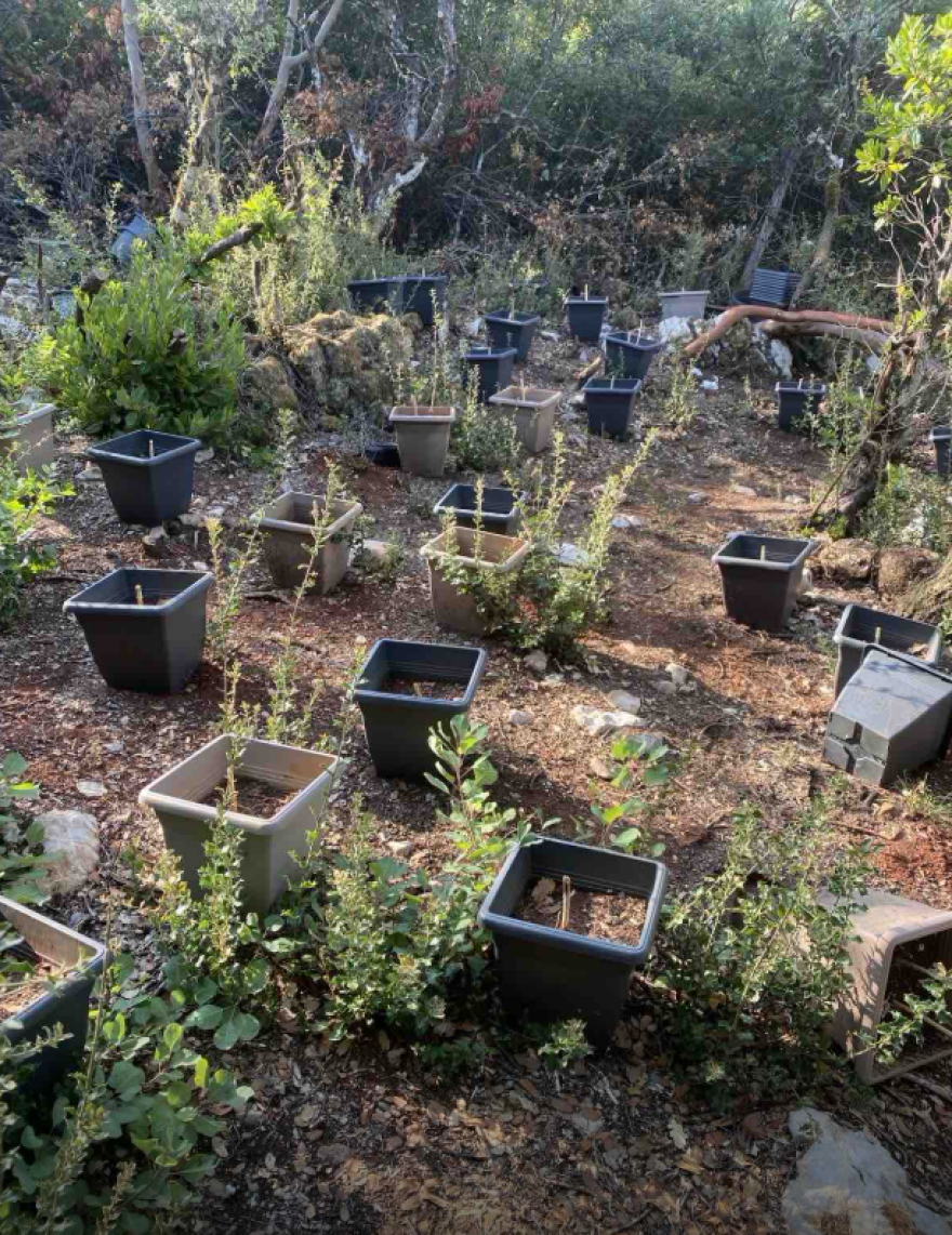 Φυτεία κάνναβης με 576 δενδρύλλια στη Φθιώτιδα - Κέρδη έως και 864.000 ευρώ για τους καλλιεργητές, δείτε φωτογραφίες