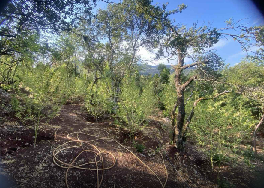 Φυτεία κάνναβης με 576 δενδρύλλια στη Φθιώτιδα - Κέρδη έως και 864.000 ευρώ για τους καλλιεργητές, δείτε φωτογραφίες