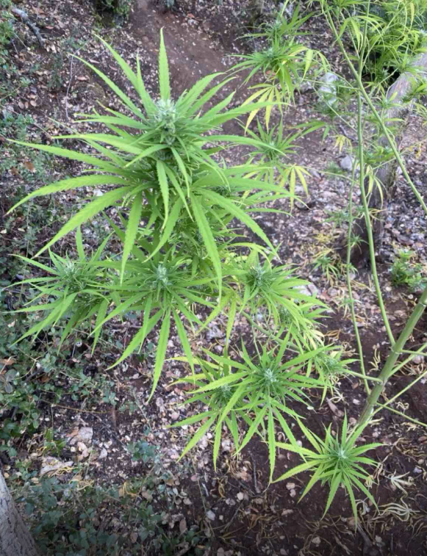 Φυτεία κάνναβης με 576 δενδρύλλια στη Φθιώτιδα - Κέρδη έως και 864.000 ευρώ για τους καλλιεργητές, δείτε φωτογραφίες