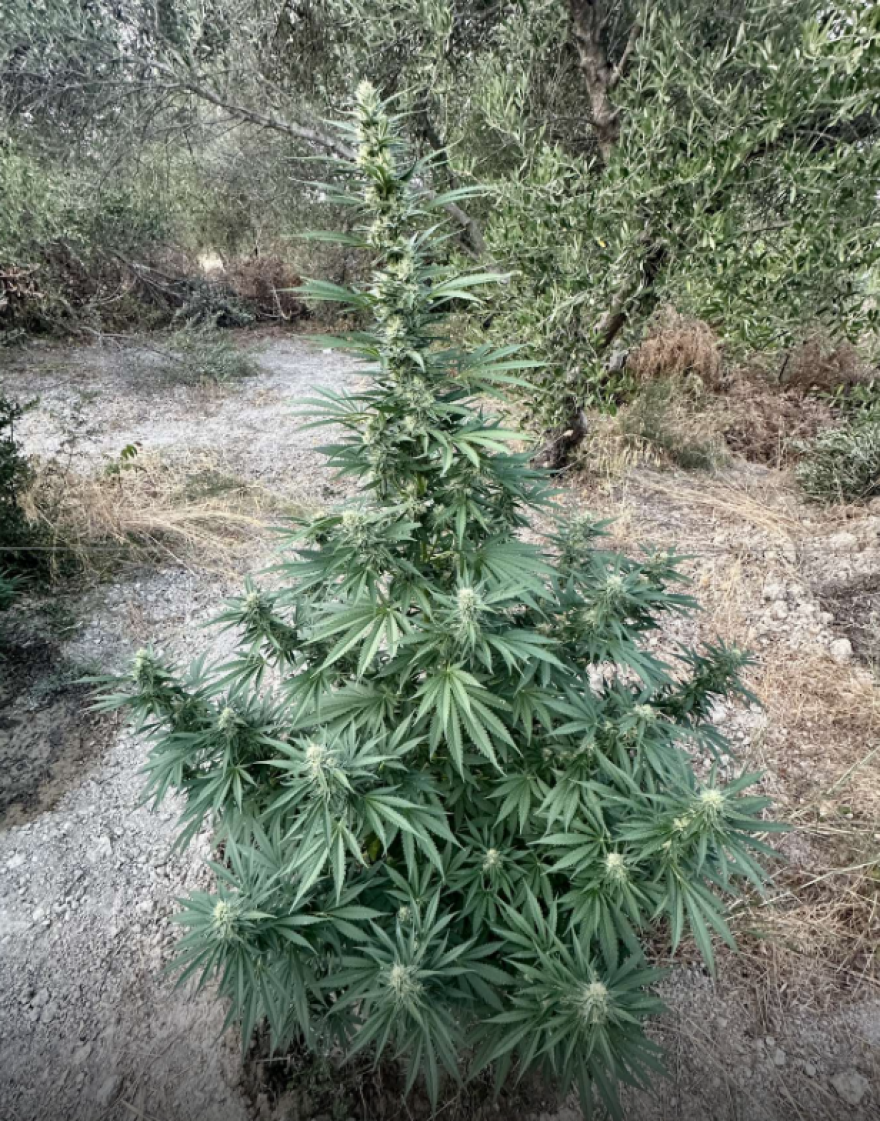 Φωτογραφίες: Φυτεία κάνναβης με 186 δενδρύλλια στο Ρέθυμνο - Δύο συλλήψεις