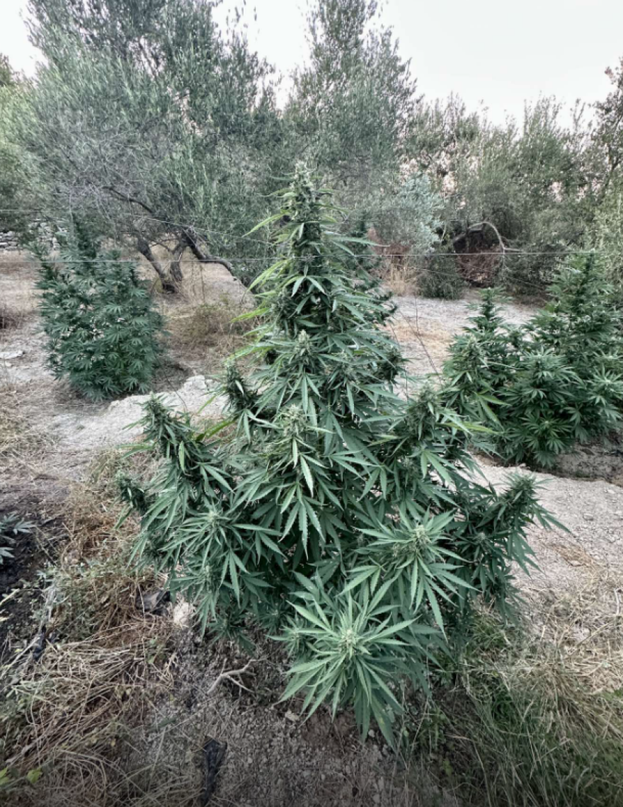 Φωτογραφίες: Φυτεία κάνναβης με 186 δενδρύλλια στο Ρέθυμνο - Δύο συλλήψεις