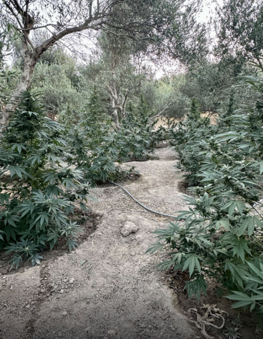 Φωτογραφίες: Φυτεία κάνναβης με 186 δενδρύλλια στο Ρέθυμνο - Δύο συλλήψεις