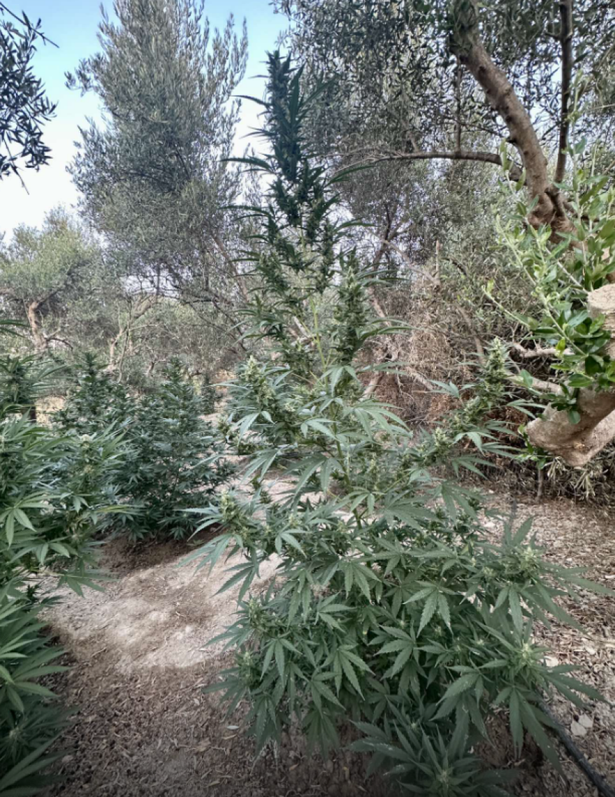 Φωτογραφίες: Φυτεία κάνναβης με 186 δενδρύλλια στο Ρέθυμνο - Δύο συλλήψεις