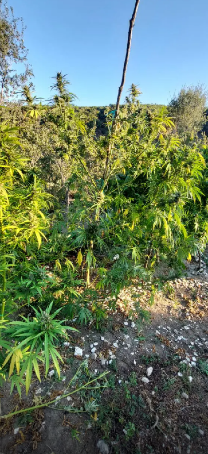 Αστυνομικοί εντόπισαν φυτεία 1.650 δενδρυλλίων κάνναβης σε δύσβατη περιοχή των Ιωαννίνων - Δείτε βίντεο και φωτογραφίες