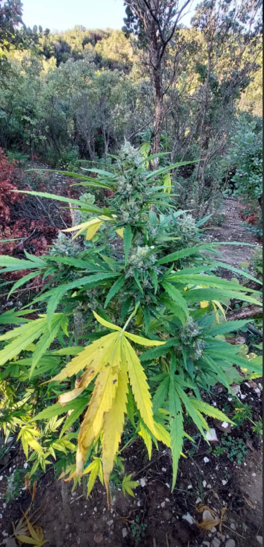 Αστυνομικοί εντόπισαν φυτεία 1.650 δενδρυλλίων κάνναβης σε δύσβατη περιοχή των Ιωαννίνων - Δείτε βίντεο και φωτογραφίες
