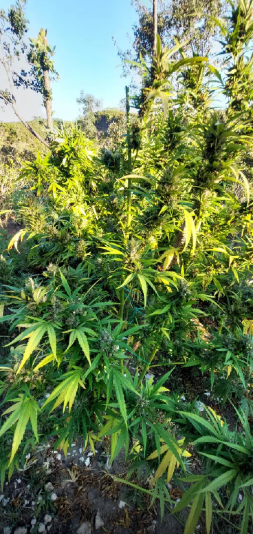 Αστυνομικοί εντόπισαν φυτεία 1.650 δενδρυλλίων κάνναβης σε δύσβατη περιοχή των Ιωαννίνων - Δείτε βίντεο και φωτογραφίες