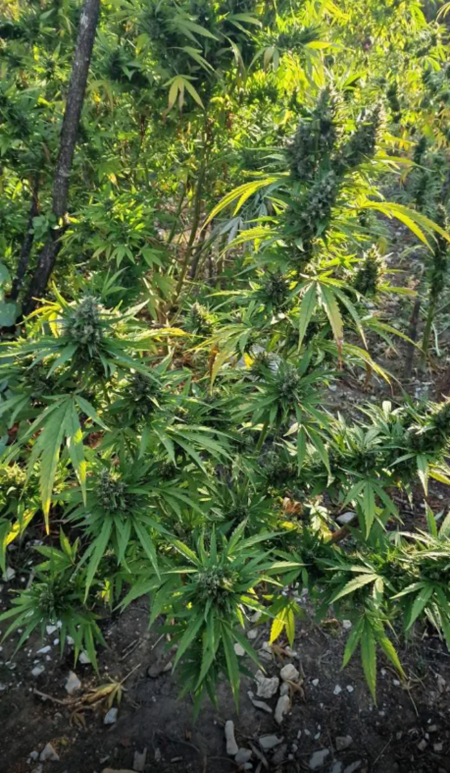 Αστυνομικοί εντόπισαν φυτεία 1.650 δενδρυλλίων κάνναβης σε δύσβατη περιοχή των Ιωαννίνων - Δείτε βίντεο και φωτογραφίες