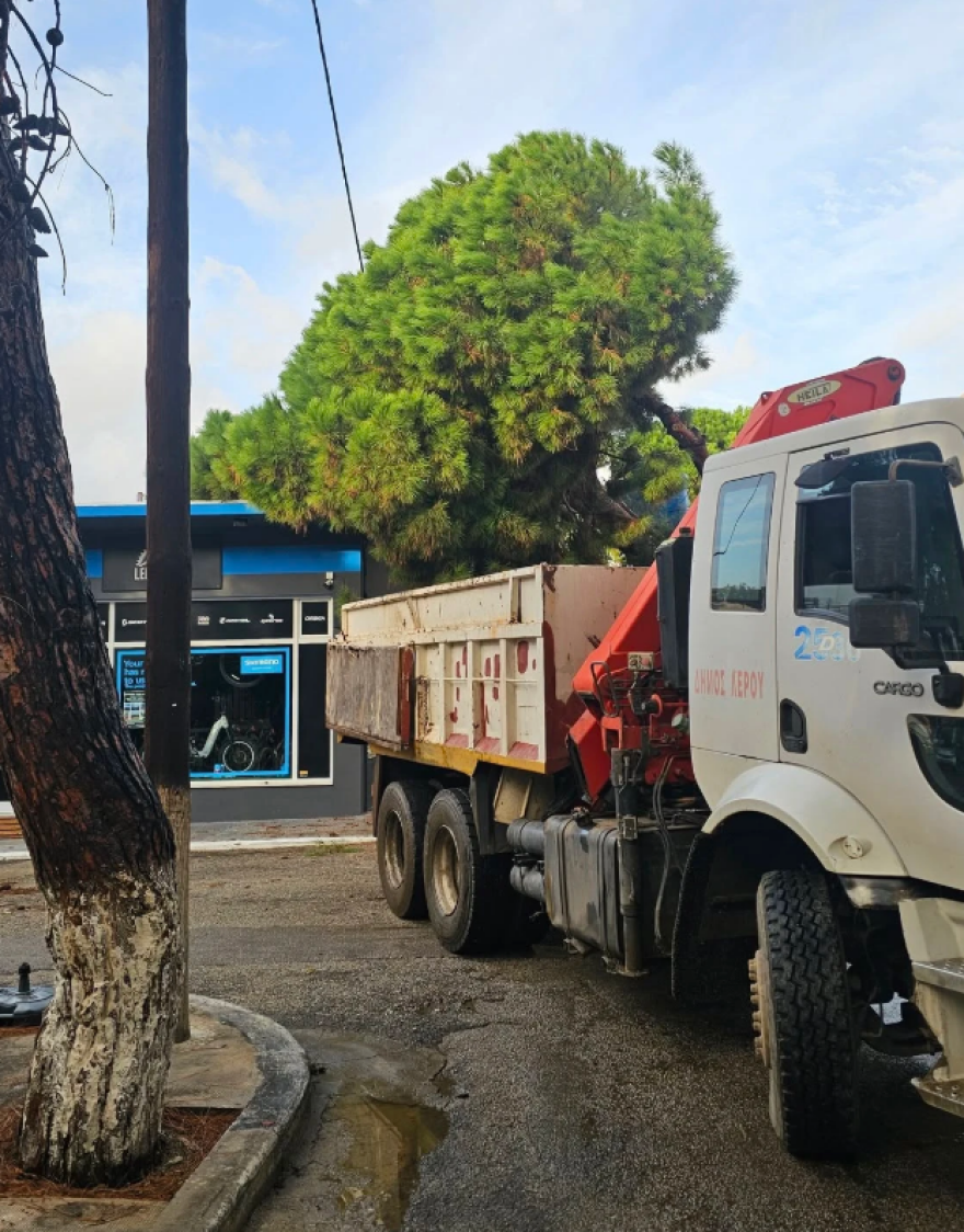 Έπεσε υπέργηρο πεύκο στη Λέρο, είχε φυτευτεί όταν το νησί ήταν υπό ιταλική κατοχή - Δείτε βίντεο και φωτογραφίες