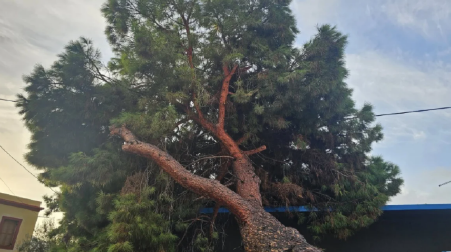 Έπεσε υπέργηρο πεύκο στη Λέρο, είχε φυτευτεί όταν το νησί ήταν υπό ιταλική κατοχή - Δείτε βίντεο και φωτογραφίες
