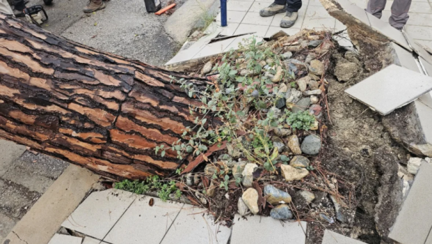 Έπεσε υπέργηρο πεύκο στη Λέρο, είχε φυτευτεί όταν το νησί ήταν υπό ιταλική κατοχή - Δείτε βίντεο και φωτογραφίες