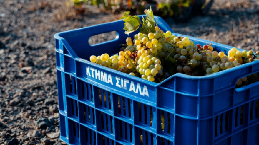 Deal στα κρασιά: Η «ΚΥΡ-ΓΙΑΝΝΗ» εξαγόρασε το Κτήμα Σιγάλα