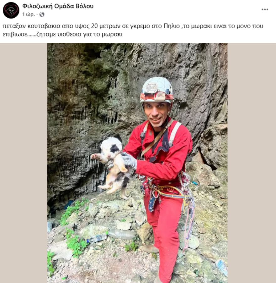 Κτηνωδία στο Πήλιο: Πέταξαν κουτάβια σε γκρεμό 20 μέτρων, σώθηκε ένα που προστάτεψαν σακούλες σκουπιδιών, δείτε βίντεο