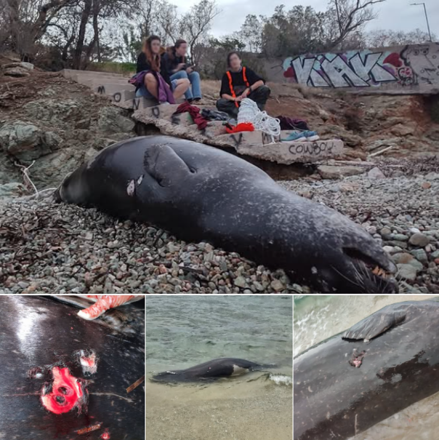 Κτηνωδία στο Μαύρο Λιθάρι, βρέθηκε νεκρή φώκια από πυροβολισμούς