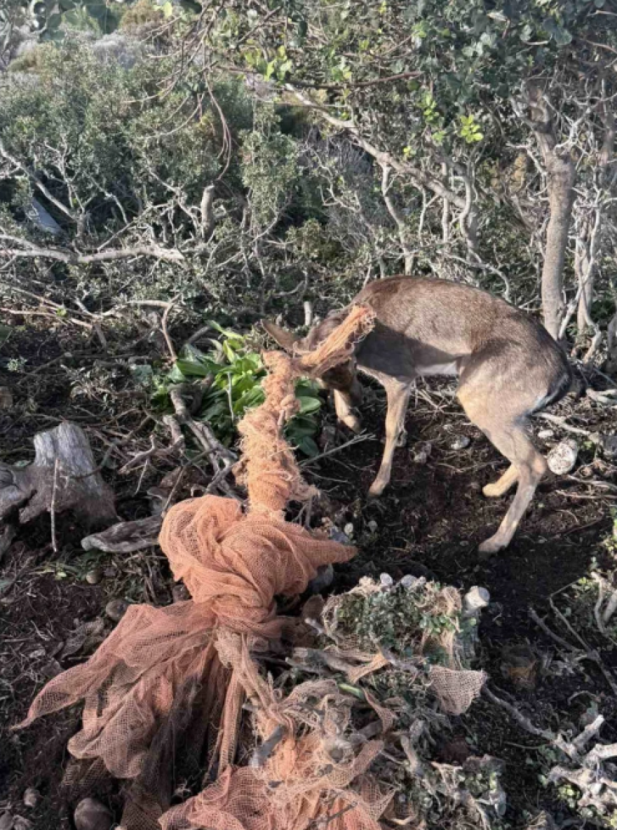 Εναερίτες του ΔΕΔΔΗΕ έσωσαν ελάφι στη Ρόδο, βίντεο και φωτογραφίες