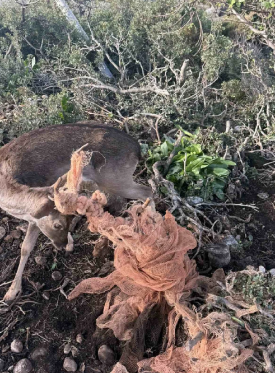 Εναερίτες του ΔΕΔΔΗΕ έσωσαν ελάφι στη Ρόδο, βίντεο και φωτογραφίες