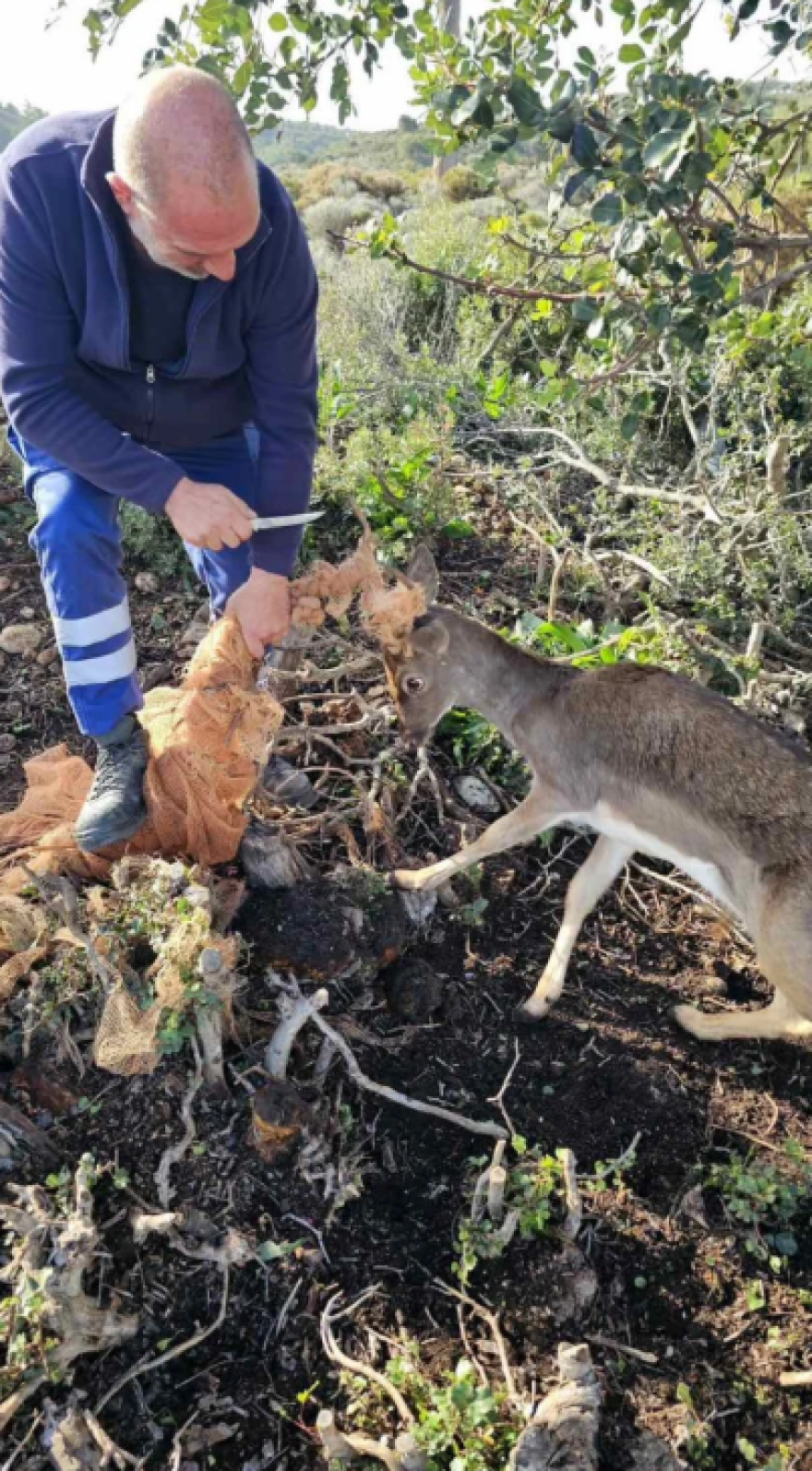 Εναερίτες του ΔΕΔΔΗΕ έσωσαν ελάφι στη Ρόδο, βίντεο και φωτογραφίες