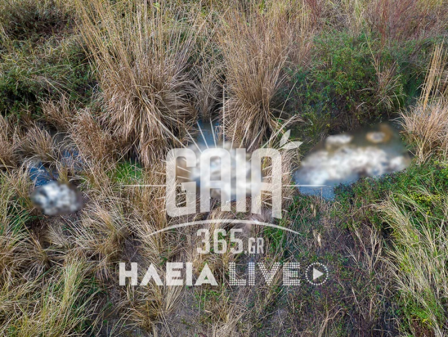 Δεκάδες νεκρά πρόβατα σε αποσύνθεση στον ποταμό Αλφειό