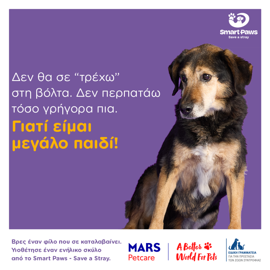 Τα «αόρατα» σκυλιά των καταφυγίων ζητούν μια δεύτερη ευκαιρία, η σημασία της υιοθεσίας