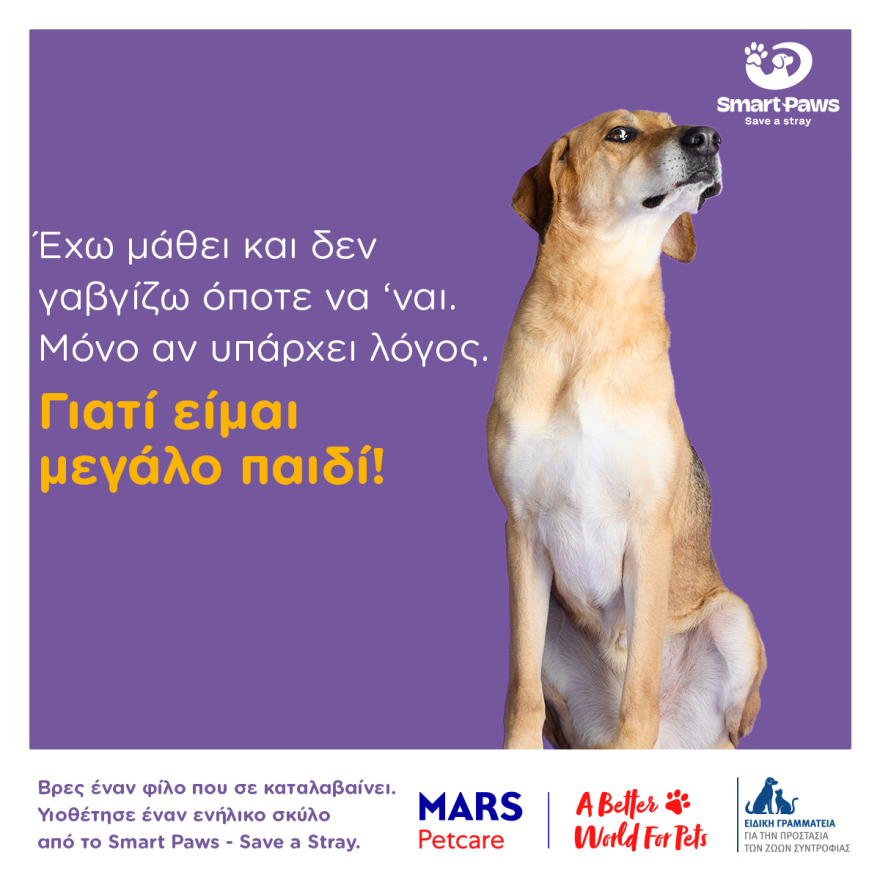 Τα «αόρατα» σκυλιά των καταφυγίων ζητούν μια δεύτερη ευκαιρία, η σημασία της υιοθεσίας