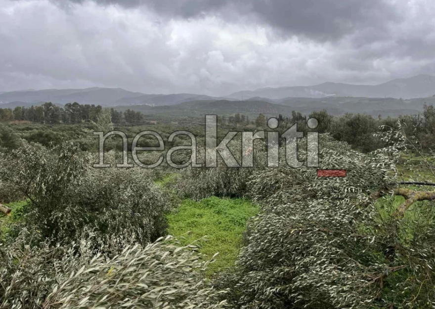 Έκοψαν δεκάδες ελιές παραγωγού στα Καλύβια Ηρακλείου, ζημιά χιλιάδων ευρώ για τον παραγωγό, δείτε βίντεο