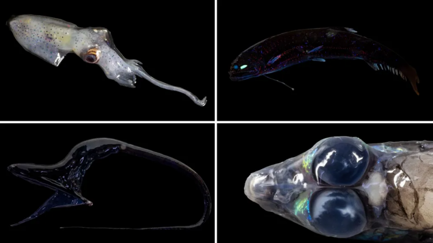 Εντυπωσιακές εικόνες από την Καραϊβική: Βρέθηκαν άγνωστα θαλάσσια πλάσματα και κοράλλια