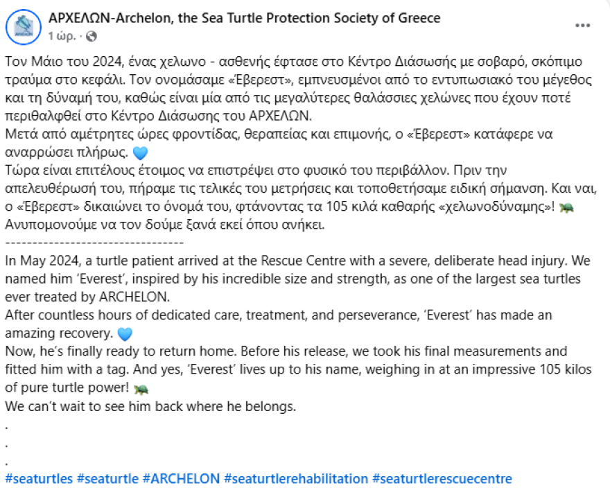 Από την κακοποίηση στην ελευθερία: Χελώνα γίγας 105 κιλών επιστρέφει στη θάλασσα μετά τη διάσωσή της στην Ελλάδα