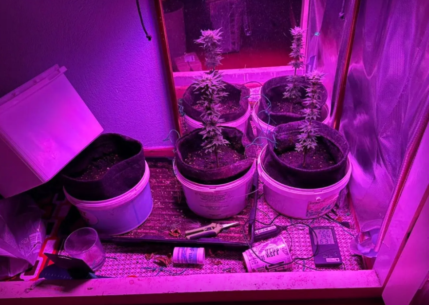 Τέσσερις συλλήψεις για διακίνηση και καλλιέργεια κάνναβης στα Ιωάννινα