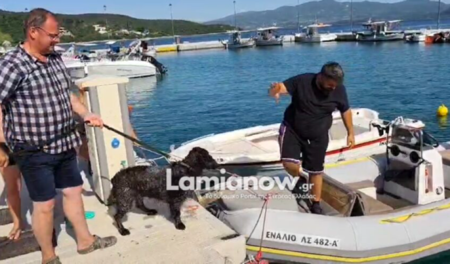 Βίντεο: Στα ανοιχτά της Γλύφας κατέληξε σκύλος, τον έσωσαν με σκάφος